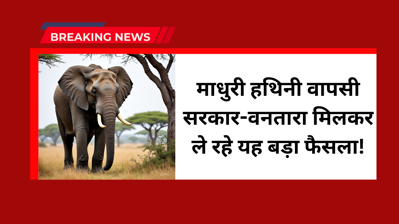 Madhuri Elephant